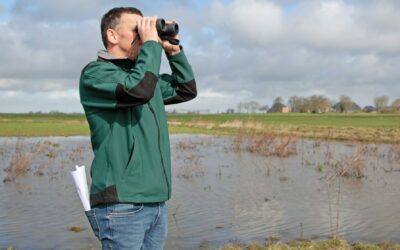 Weidevogelbeschermers gezocht in West-Groningen 